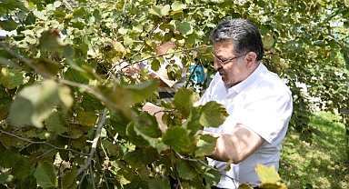 Başkan Genç, Üreticilerle Birlikte Fındık Topladı