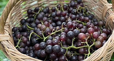 Ortahisar Belediyesi Kokulu Üzümleri Üretime Kazandırıyor