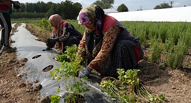 Düzce Belediyesi Kendi Bitkisini Yetiştiriyor