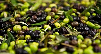 2024'te 60 Milyon Dolarlık Zeytin İhracatı Yapıldı