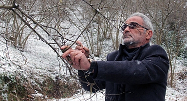 Fındıkta Zirai Don Riski Üreticiyi Endişelendiriyor