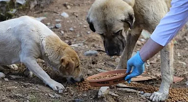 Belediyelere Her Sahipsiz Köpek İçin 71 Bin TL Ceza Uygulanacak