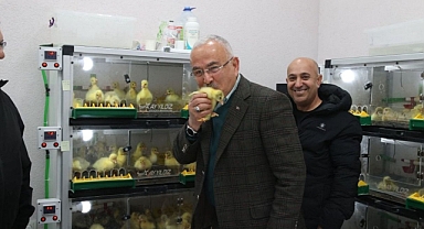 Ordu'da Kaz Yetiştiriciliği Artıyor