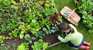Trabzon'da Çilekli Düşler Köy Yaşam Merkezi Açılıyor