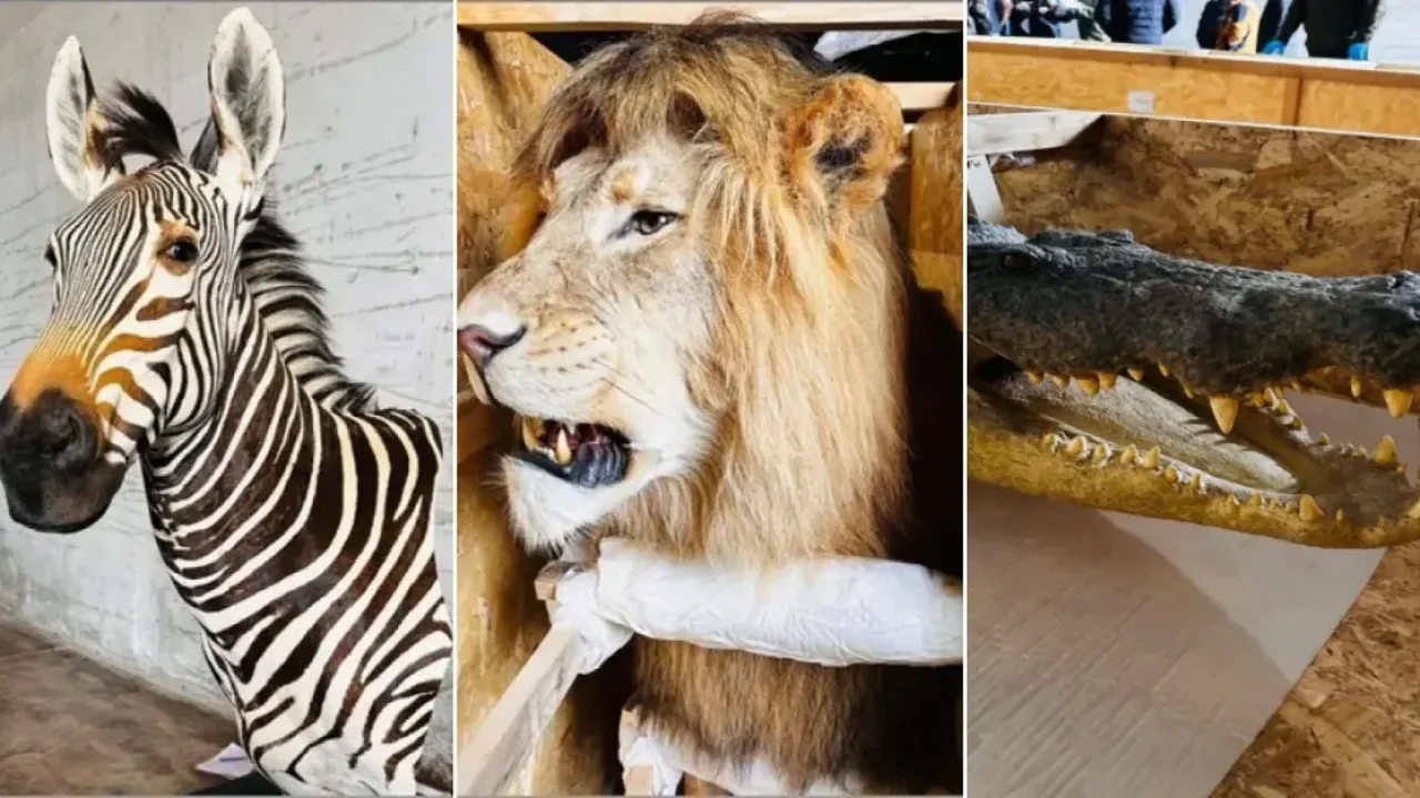 Trabzon Limanı'nda Yaban Hayvanı Trofesi Operasyonu