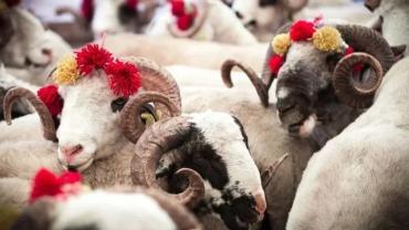 Diyanet Açıkladı: Vekaletle Kurban Kesim Ücretleri Belli Oldu