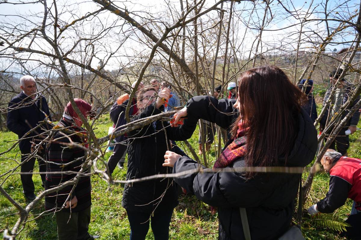 Ortahisar Belediyesi'nden Fındık Üreticilerine Uygulamalı Eğitim