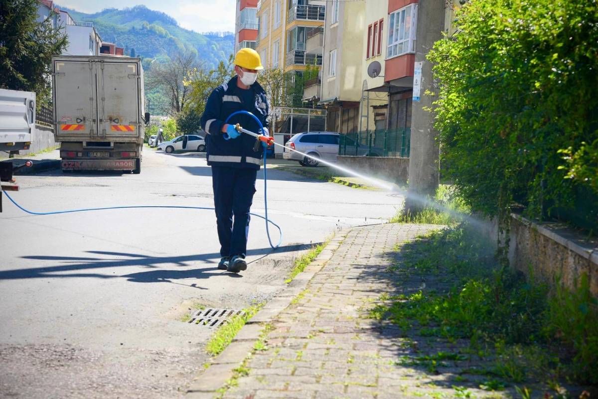 Fındık Üreticisine Nefes Aldıran Hamle: Giresun Belediyesi Sahaya İndi
